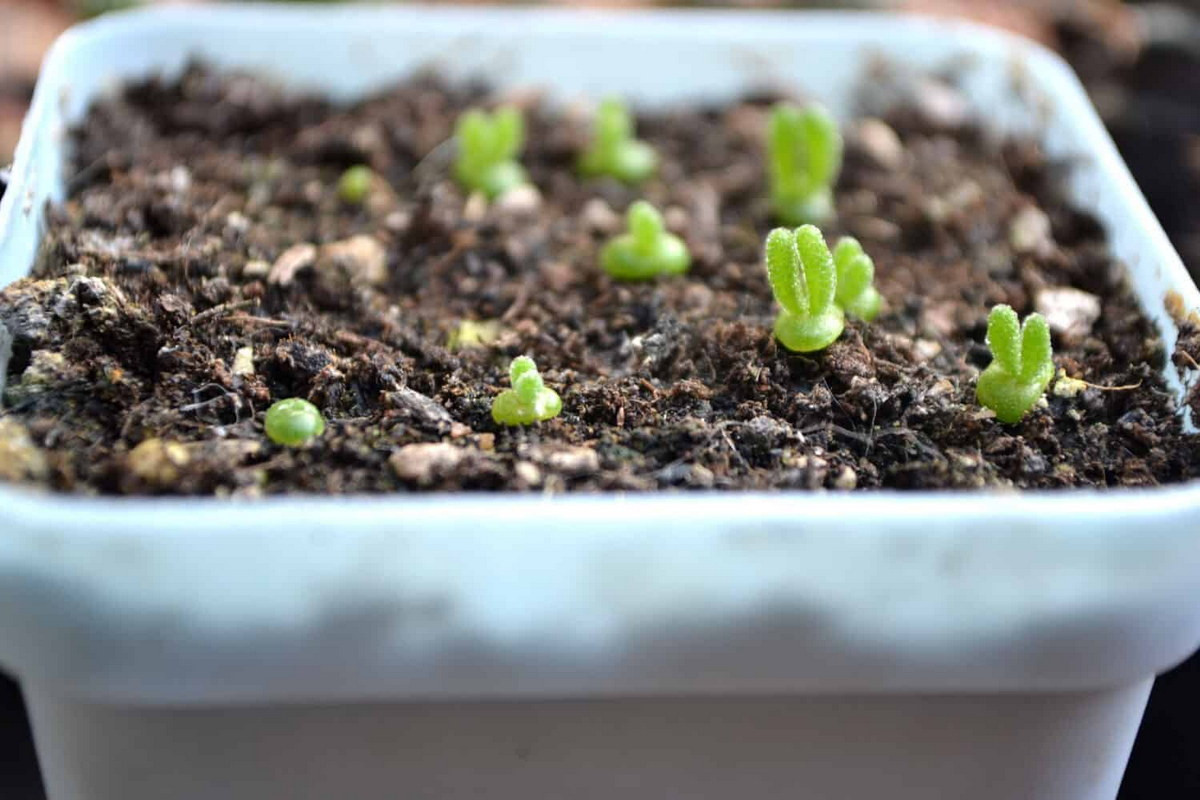 Đây là loài cây dễ trồng, có thể gieo bằng hạt. Những chiếc tai thỏ bắt đầu hình thành từ khi cây nảy mầm. Chăm sóc và theo dõi "thỏ" từ lúc nảy mầm cho đến khi lớn là một điều rất thú vị. Ảnh: AZ Animals.