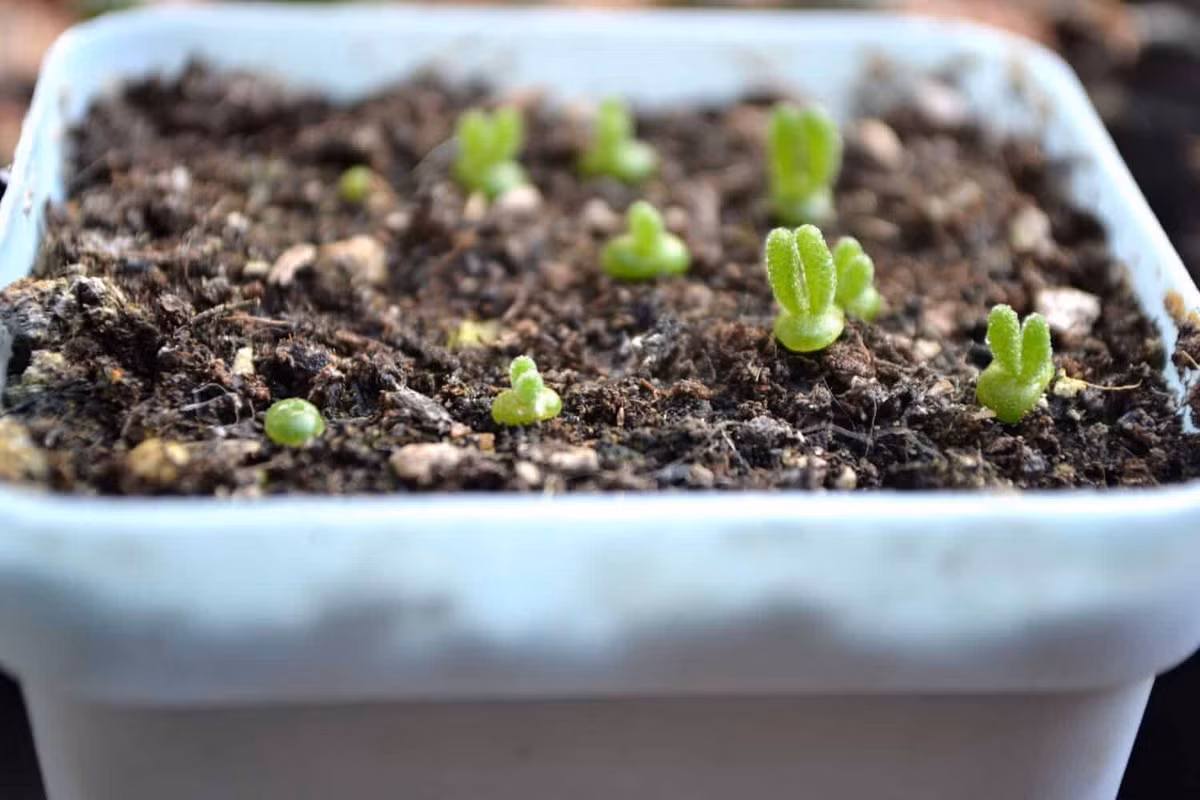 Đây là loài cây dễ trồng, có thể gieo bằng hạt. Những chiếc tai thỏ bắt đầu hình thành từ khi cây nảy mầm. Chăm sóc và theo dõi "thỏ" từ lúc nảy mầm cho đến khi lớn là một điều rất thú vị. Ảnh: AZ Animals.