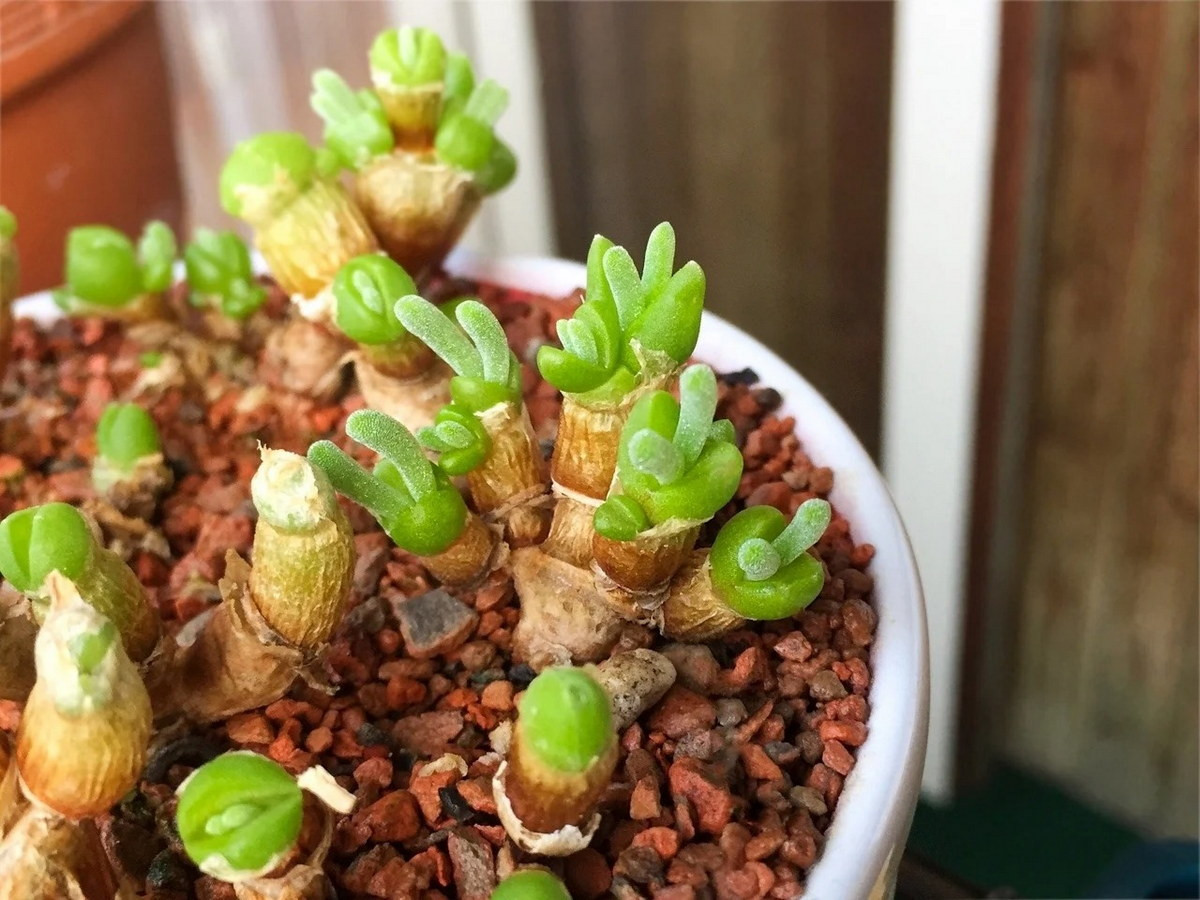 Từ khu vực phân bố bản địa, cây tai thỏ đã được thương mại hóa, trở thành cây cảnh được bán phổ biến ở nhiều quốc gia trên thế giới. Ảnh: Planta app.