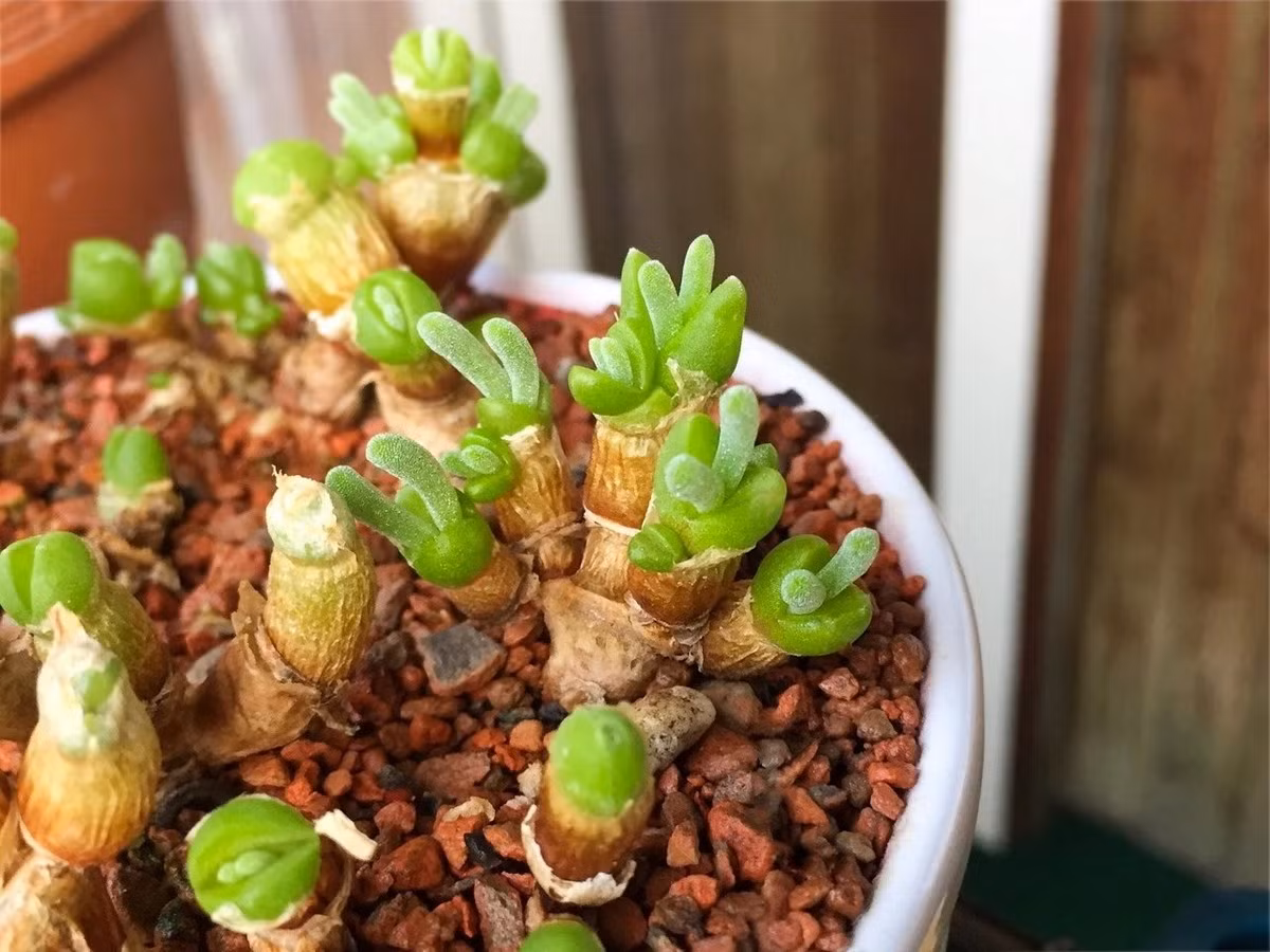 Từ khu vực phân bố bản địa, cây tai thỏ đã được thương mại hóa, trở thành cây cảnh được bán phổ biến ở nhiều quốc gia trên thế giới. Ảnh: Planta app.