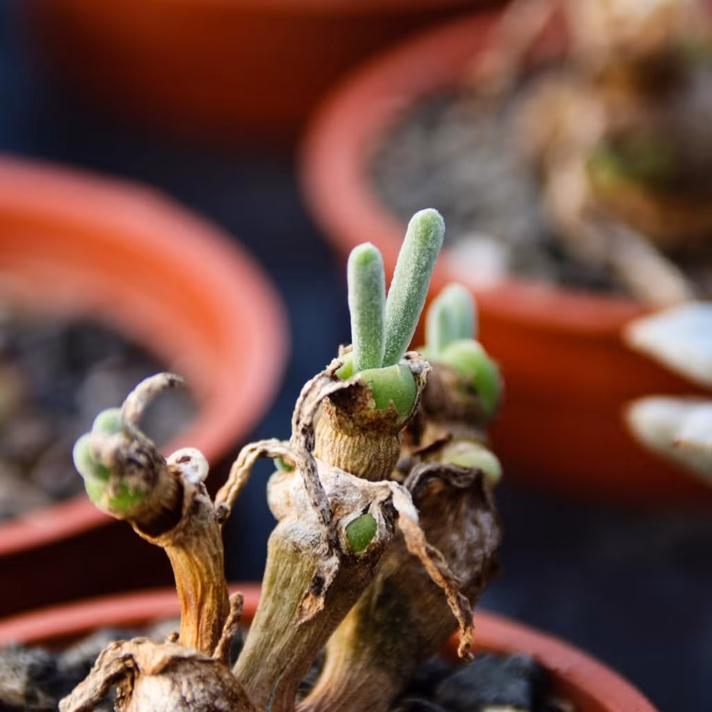 Các nỗ lực nghiên cứu và bảo tồn loài cây này đang được tiến hành trong một nỗ lực chung nhằm bảo vệ và duy trì sự đa dạng sinh học của hành tinh chúng ta. Ảnh: Parade.