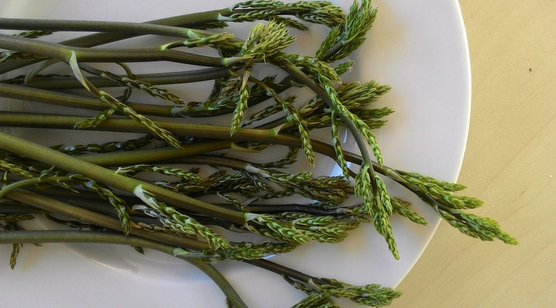 Trong ẩm thực, chồi non của chổi đậu Butcher có thể ăn được như măng tây. Hạt cây có thể dùng để rang xay và chế đồ uống như cà phê. Ảnh: Grand Voyage Italy.