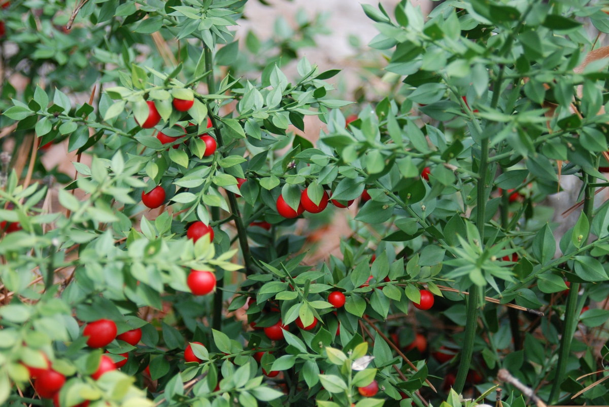 Hiện nay, chổi đậu Butcher được trồng khá nhiều tại các khu vườn ở Mỹ và châu Âu. Chúng được nhiều người chọn làm cây cảnh do có vẻ ngoài bắt mắt. Ảnh: Nurseries Caroliniana.