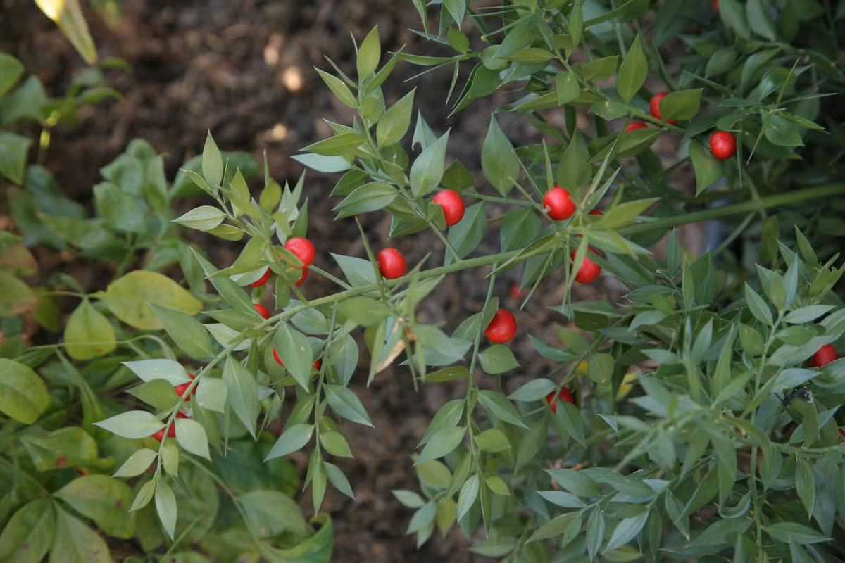 Thuộc họ Măng tây (Asparagaceae), loài cây này thường mọc thành bụi có chiều cao khoảng 80 cm. Điểm đặc biệt của chúng là việc ra hoa, kết quả ngay trên mặt lá. Ảnh: Plants of the World Online.