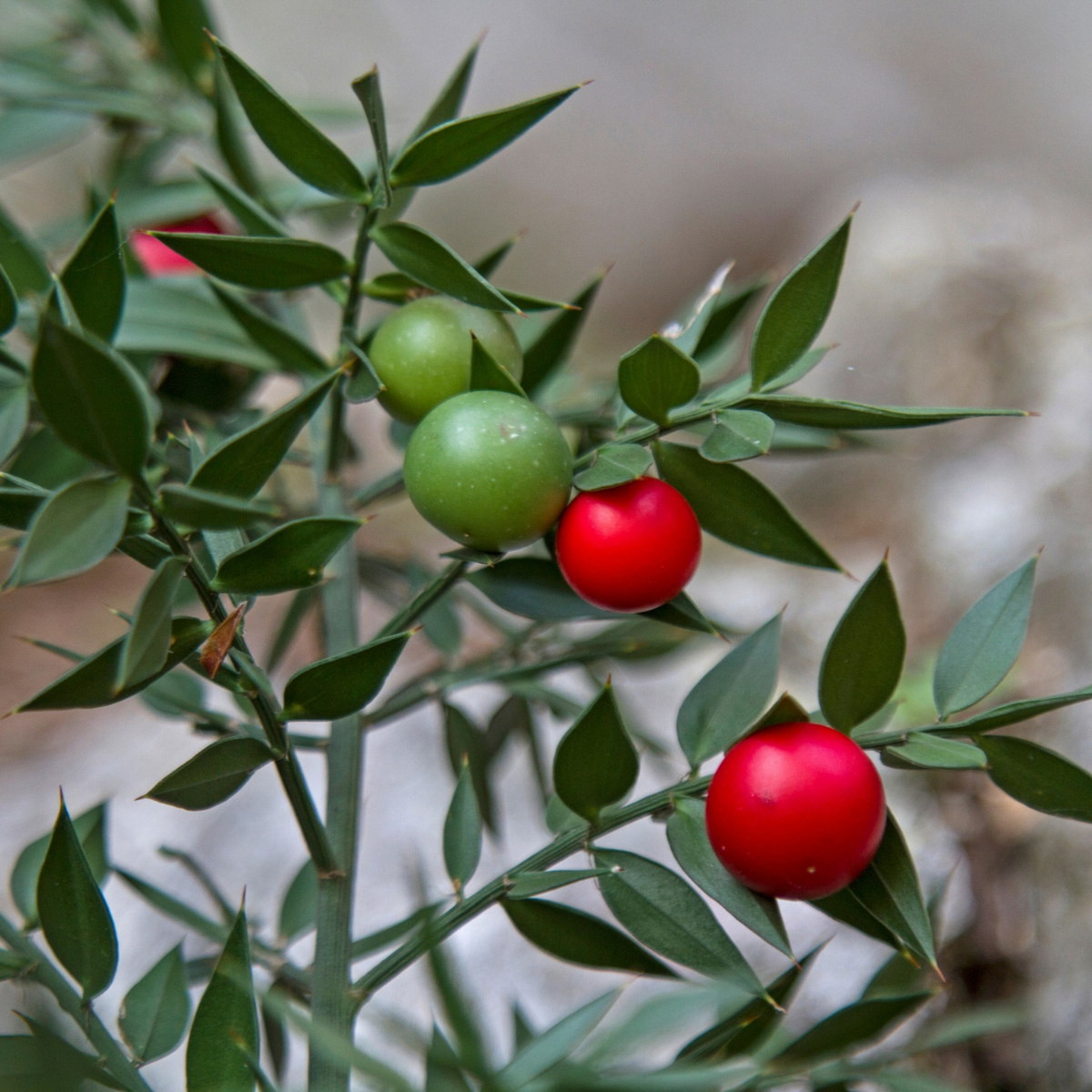 Theo các nhà nghiên cứu, cách đây khoảng 2.000 năm, con người đã sử dụng cây chổi đậu Butcher để làm thuốc lợi tiểu, nhuận tràng và điều trị các chứng bệnh như trĩ, giãn tĩnh mạch, ngứa, sưng tấy… Ảnh: Cape Garden Centre.