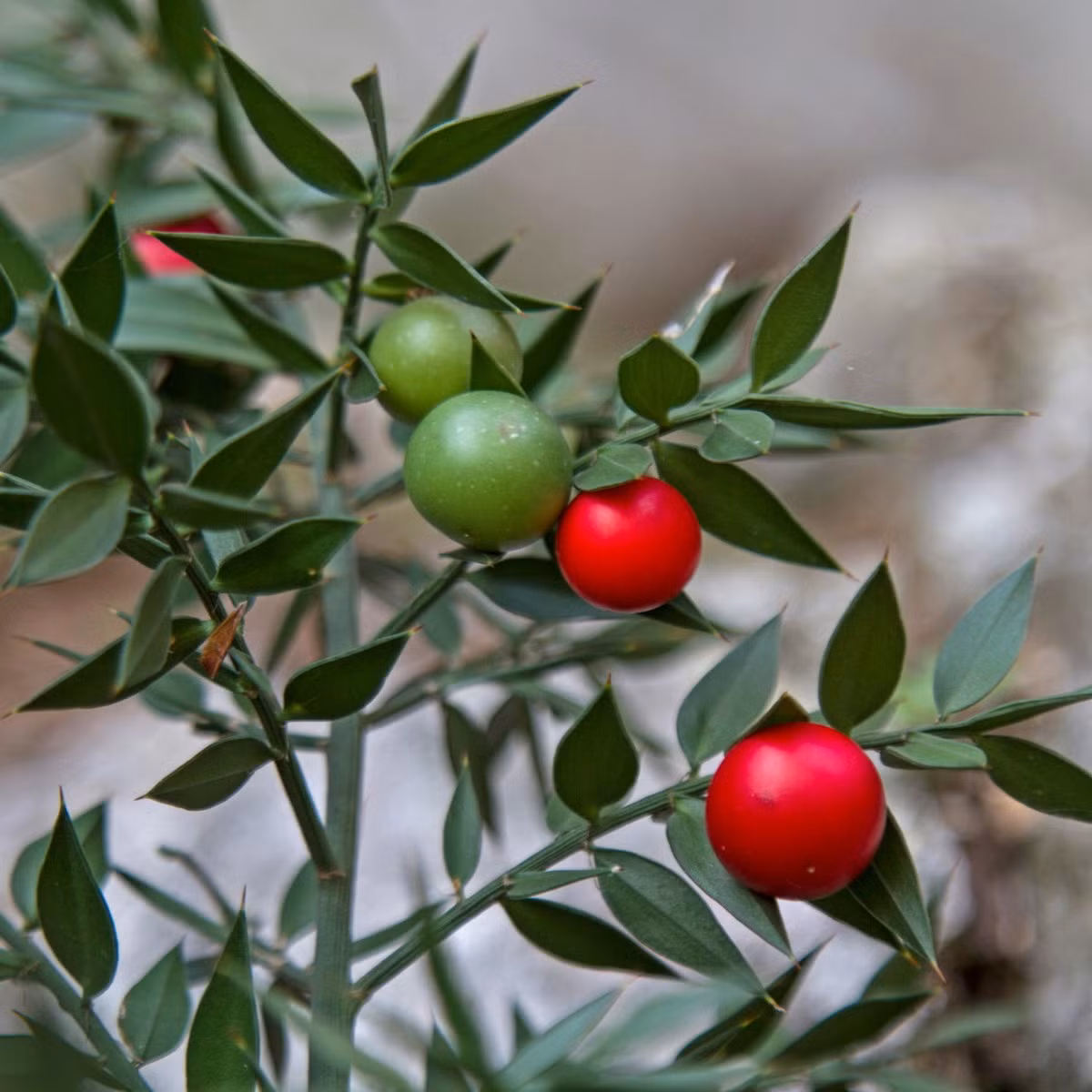 Theo các nhà nghiên cứu, cách đây khoảng 2.000 năm, con người đã sử dụng cây chổi đậu Butcher để làm thuốc lợi tiểu, nhuận tràng và điều trị các chứng bệnh như trĩ, giãn tĩnh mạch, ngứa, sưng tấy… Ảnh: Cape Garden Centre.