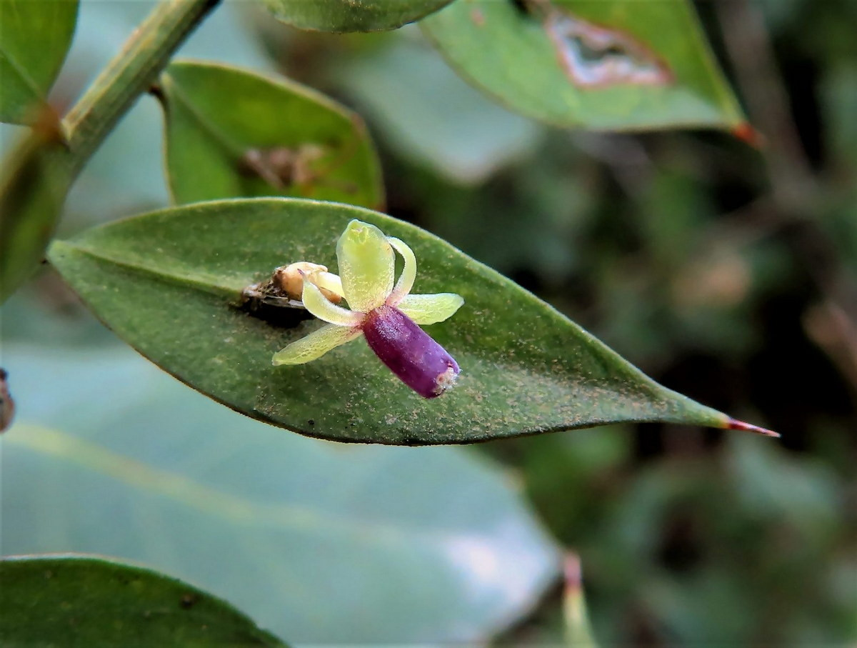 Vào đầu mùa xuân, những bông hoa màu trắng của chổi đậu Butcher sẽ hé nở ở giữa lá. Ảnh: צמחיית ישראל ברשת.