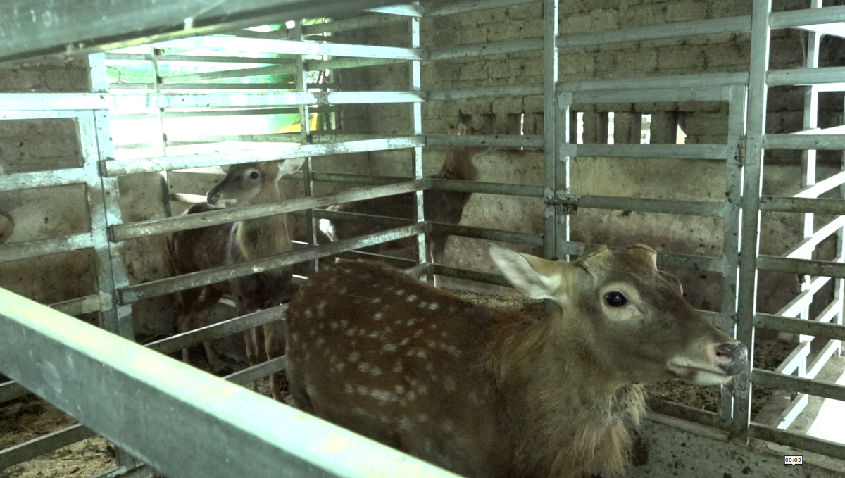 Con vật chỉ ăn cỏ ăn lá mà “trả” tiền cục cho nông dân - Hình 2 Con vat chi an co an la ma “tra” tien cuc cho nong dan-Hinh-2