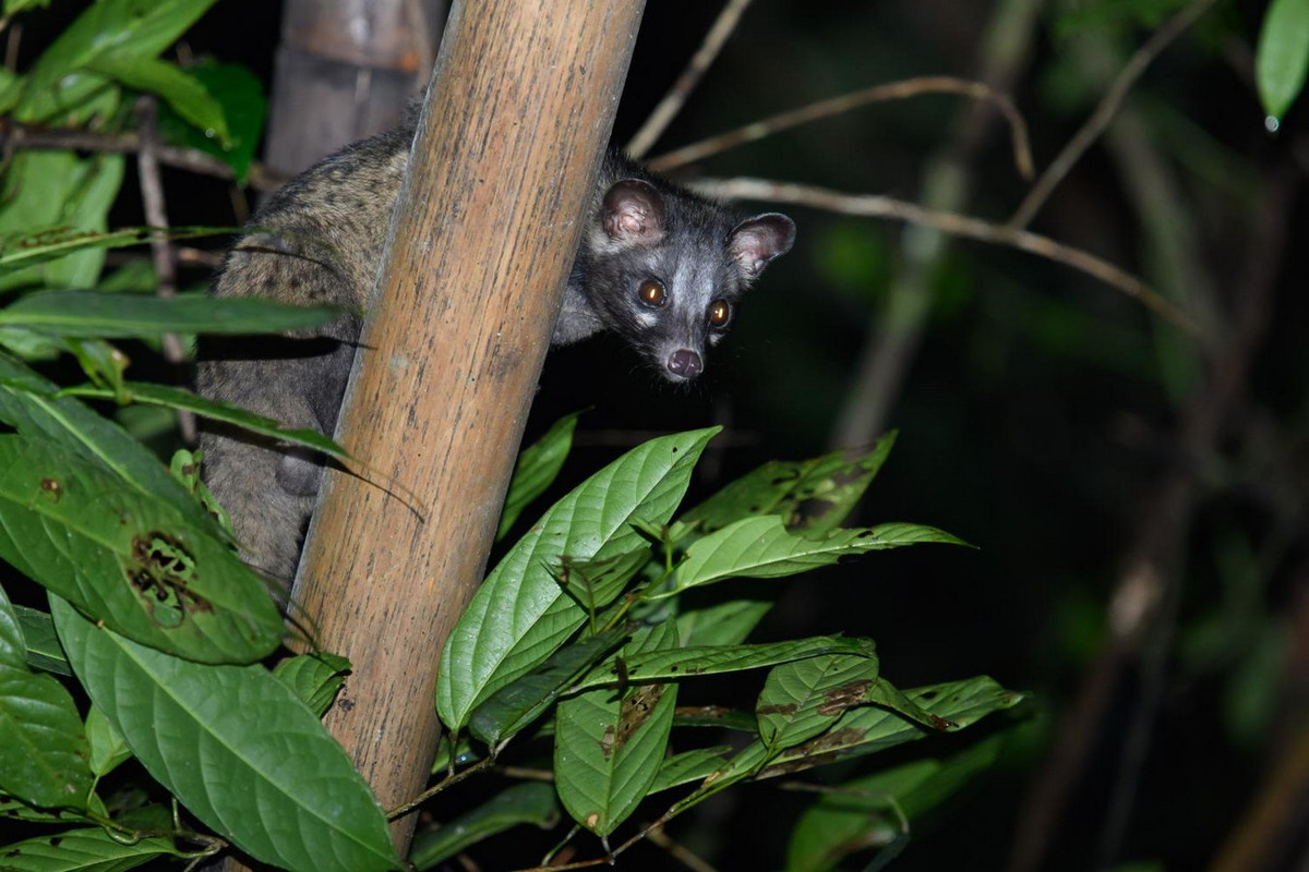  Cầy vòi hương (Paradoxurus hermaphroditus). Kích thước: Chiều dài đầu và thân 48-70 cm. Khu vực phân bố: Có nhiều ở các tỉnh phía Nam, từ Phan Rang đến Kiên Giang. Tình trạng bảo tồn trong Sách Đỏ IUCN: Ít quan tâm. Ảnh: Thai National Parks.