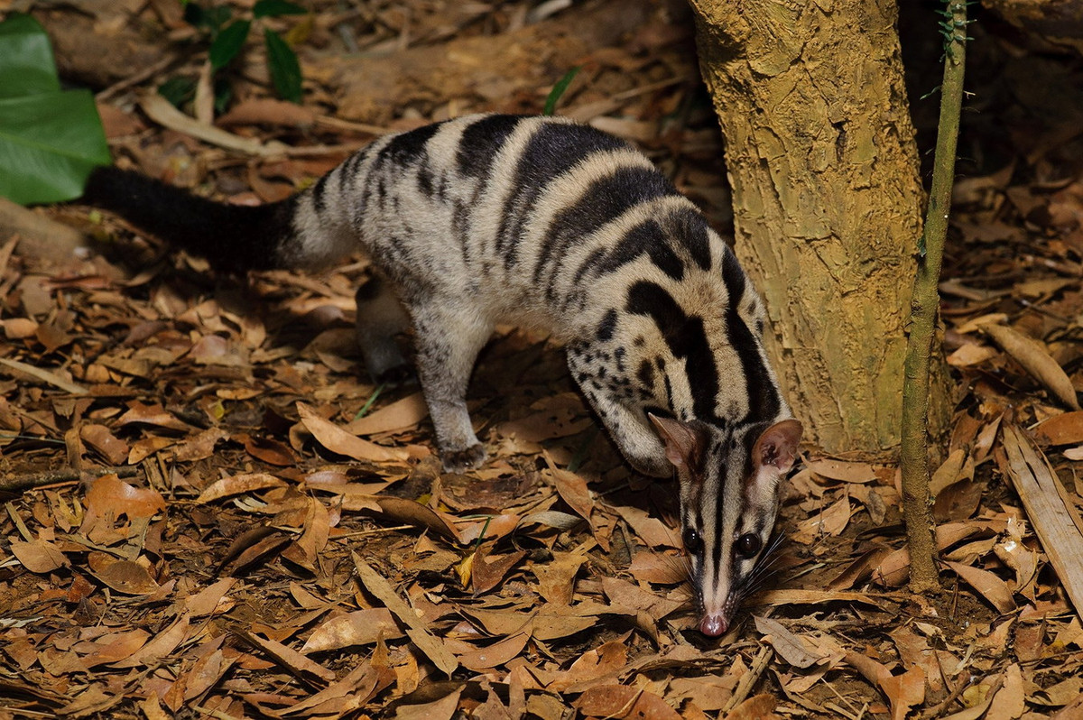  Cầy vằn Bắc (Chrotogale owstoni). Kích thước: Chiều dài đầu và thân 47-57 cm. Khu vực phân bố: Các tỉnh miền núi khắp cả nước, đã thu mẫu ở Lào Cai, Yên Bái, Tuyên Quang, Lạng Sơn, Phú Thọ, Hoà Bình, Gia Lai, Lâm Đồng. Tình trạng bảo tồn trong Sách Đỏ IUCN: Nguy cấp. Ảnh: Chester Zoo Science.