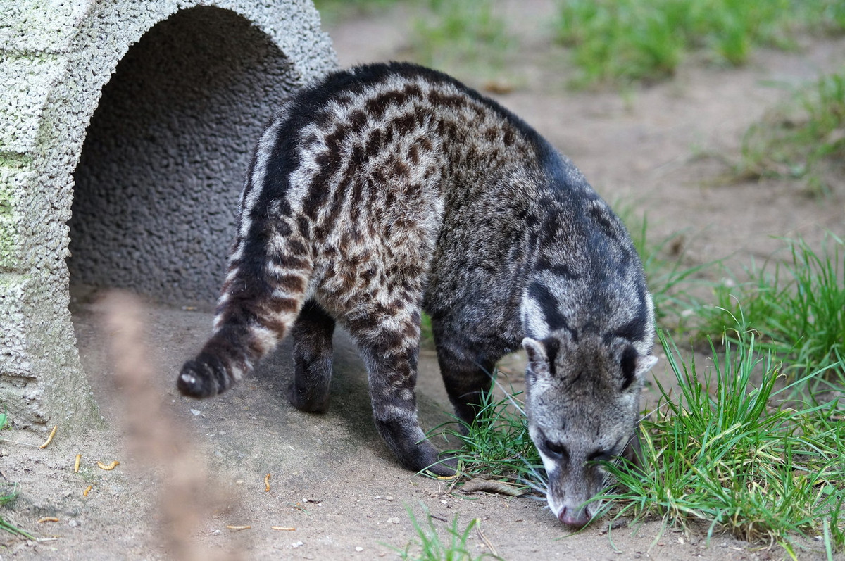  Cầy giông sọc (Viverra megaspila). Kích thước: Chiều dài đầu và thân 80-95 cm. Khu vực phân bố: Các tỉnh phía Nam, đã thu mẫu ở Đắk Lắk, Lâm Đồng, Tây Ninh, TP HCM, Kiên Giang. Tình trạng bảo tồn trong Sách Đỏ IUCN: Nguy cấp. Ảnh: BioLib.