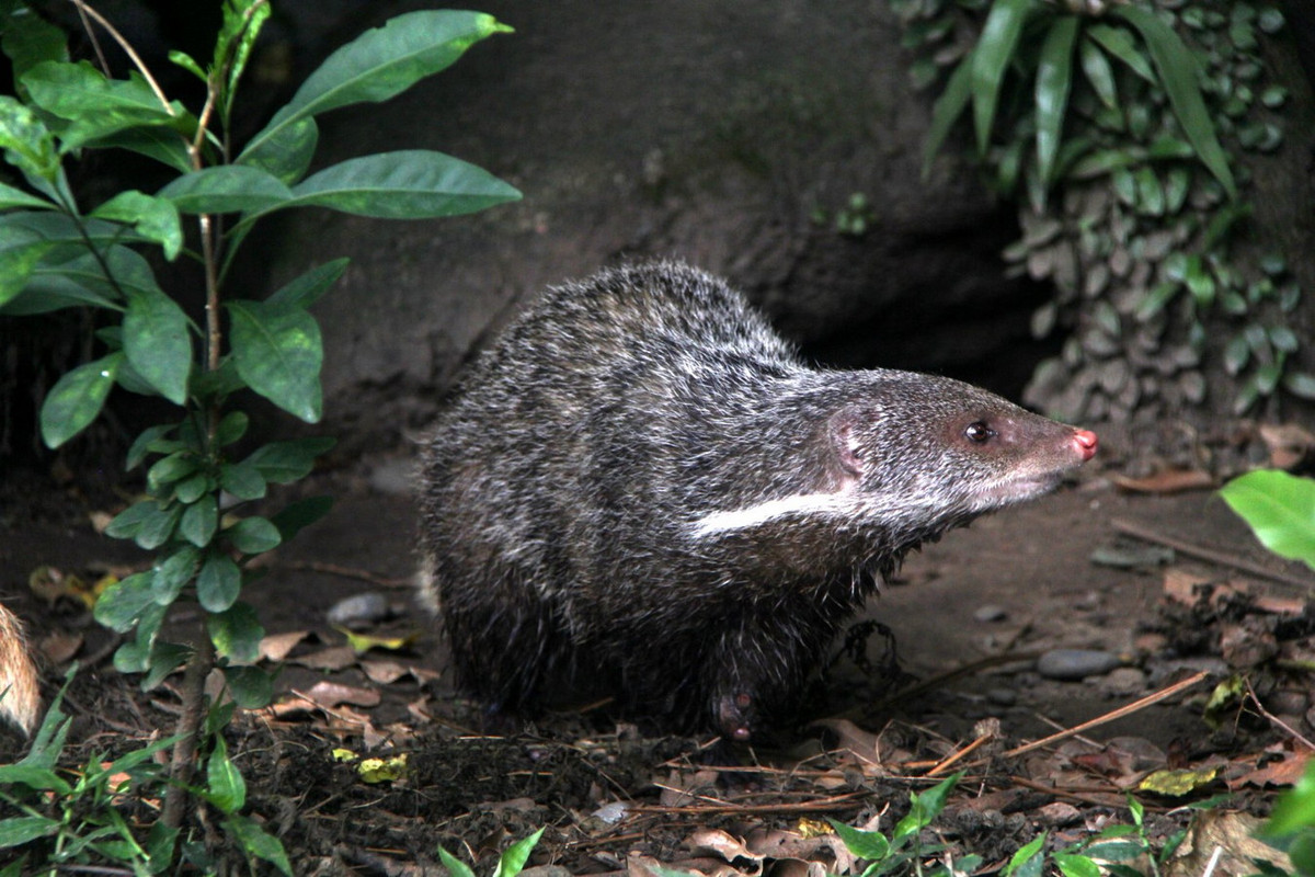  Cầy móc cua (Herpestes urva). Kích thước: Chiều dài đầu và thân 44-48 cm. Khu vực phân bố: Sống gần nguồn nước, có mặt ở hầu khắp các khu rừng còn tốt và một vài khu vực rừng ven biển. Tình trạng bảo tồn trong Sách Đỏ IUCN: Ít quan tâm. Ảnh: ZooChat.