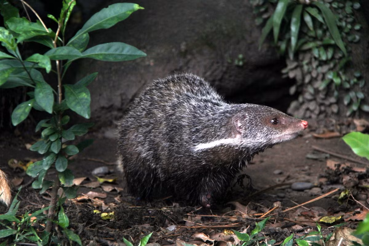  Cầy móc cua (Herpestes urva). Kích thước: Chiều dài đầu và thân 44-48 cm. Khu vực phân bố: Sống gần nguồn nước, có mặt ở hầu khắp các khu rừng còn tốt và một vài khu vực rừng ven biển. Tình trạng bảo tồn trong Sách Đỏ IUCN: Ít quan tâm. Ảnh: ZooChat.