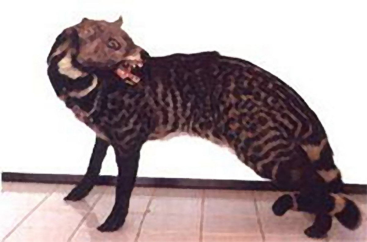  Cầy giông Tây Nguyên (Viverra tainguyensis). Kích thước: Chiều dài đầu và thân 77-79 cm. Khu vực phân bố: Loài mới phát hiện năm 1997, đã thu mẫu ở Lạng Sơn, Bắc Giang, Nghệ An, Gia Lai, Đắk Lắk, có thể phân bố rộng ở Việt Nam. Tình trạng bảo tồn trong Sách Đỏ IUCN: Sắp nguy cấp. Ảnh: Vncreatures.net.