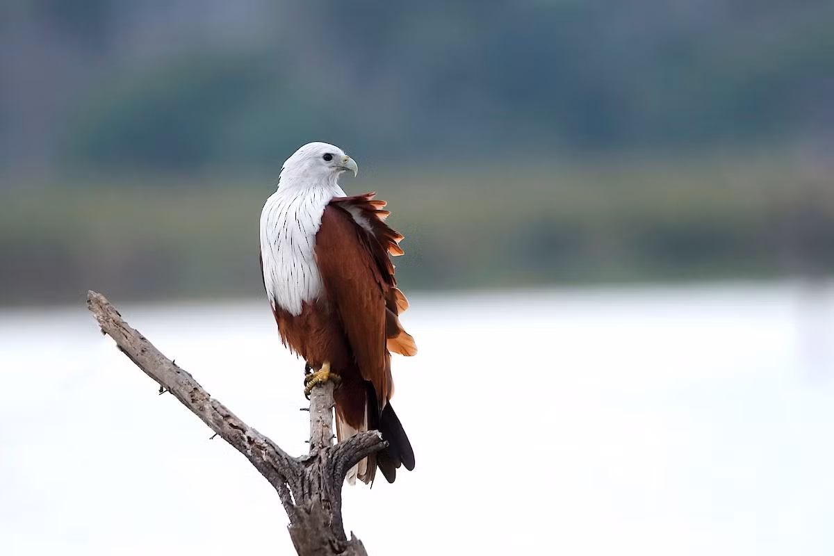 Thức ăn chính của chúng là xác chết, chủ yếu là xác cá và cua ở các vùng đất ngập nước, nhưng đôi khi cũng săn những động vật nhỏ hoặc cướp mồi từ các loài chim khác. Ảnh: eBird.