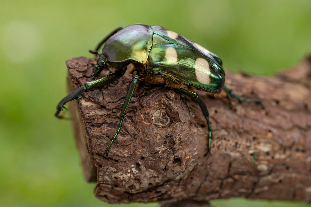  Cánh cam xanh bốn chấm (Jumnos ruckeri). Kích cỡ: Dài 25-35 mm. Khu vực phân bố: Vĩnh Phúc, Phú Thọ. Ảnh: Rydzi.cz.