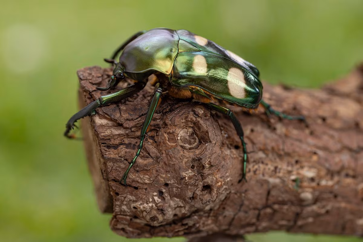  Cánh cam xanh bốn chấm (Jumnos ruckeri). Kích cỡ: Dài 25-35 mm. Khu vực phân bố: Vĩnh Phúc, Phú Thọ. Ảnh: Rydzi.cz.