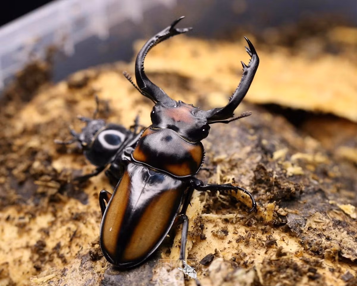  Kẹp kìm dẹp sừng cong (Rhaetulus crenatus). Kích cỡ: Dài 40-60 mm. Khu vực phân bố: Tam Đảo (Vĩnh Phúc), Buôn Ma Thuột (Đắk Lắk). Ảnh: Enbeetlejournal.