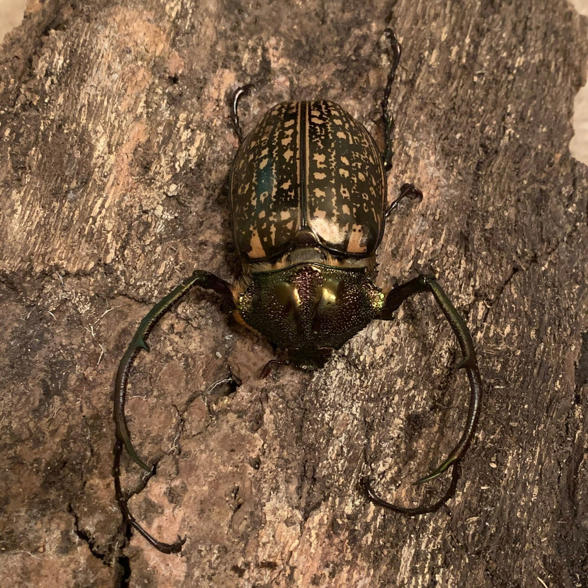  Cua bay Kon Tum (Cheirotonus gestroi). Kích cỡ: Dài 50-60 mm. Khu vực phân bố: Các Vườn quốc gia Kon Ka Kinh, Chư Yang Sin, Chư Mom Ray, Khu bảo tồn thiên nhiên Ngọc Linh. Ảnh: Gallegos Zoological Supply.