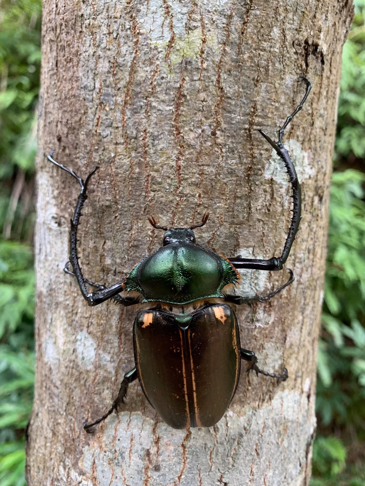  Cua bay đen (Cheirotonus jansoni). Kích cỡ: Dài 50-60 mm. Khu vực phân bố: Hà Giang, Vĩnh Phúc. Ảnh: iNaturalist.