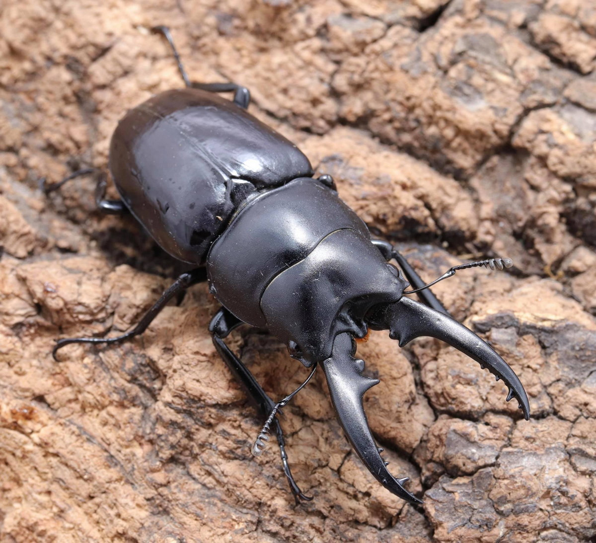  Kẹp kìm Forficula (Prosopocoilus forficula). Kích cỡ: Dài 30-60 mm. Khu vực phân bố: Tam Đảo (Vĩnh Phúc), Vườn quốc gia Hoàng Liên (Lào Cai), Buôn Ma Thuột (Đắk Lắk). Ảnh: 蟲林野售.