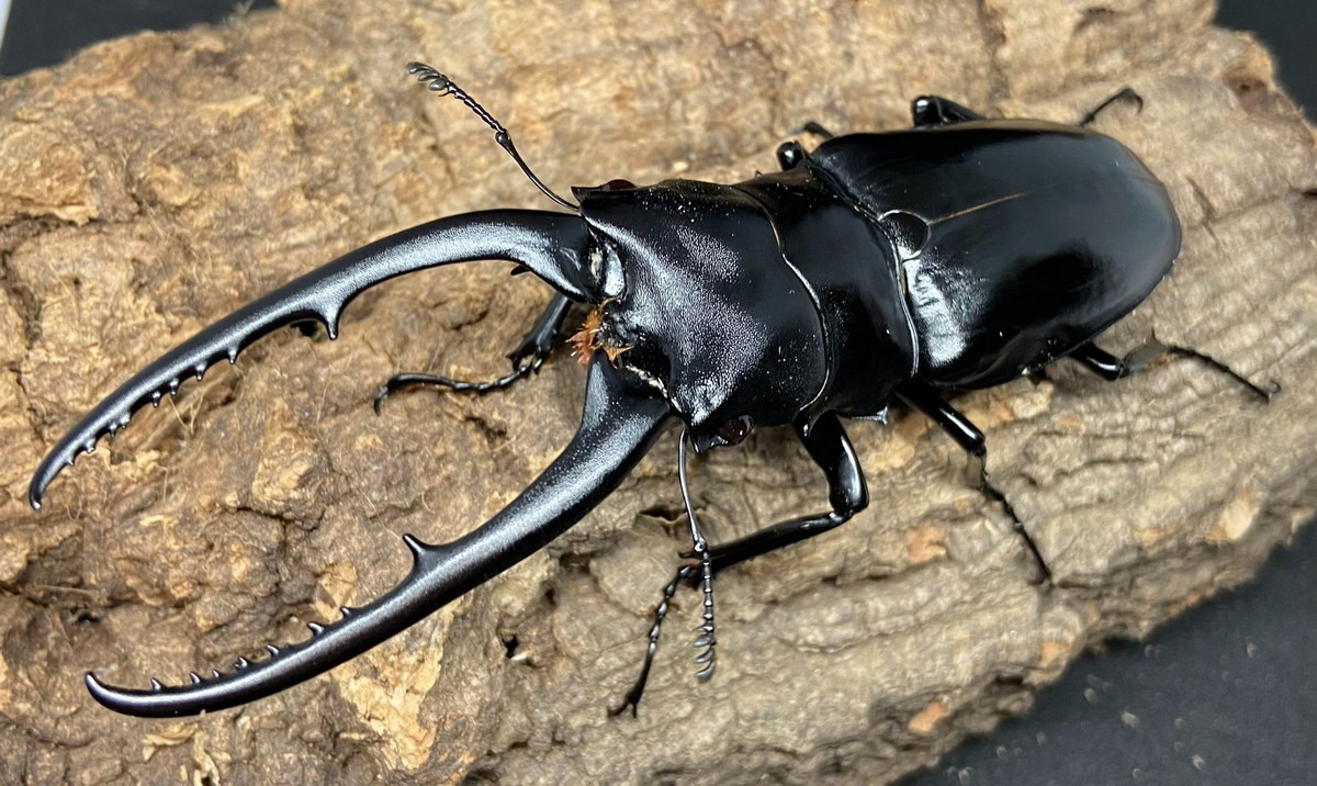  Kẹp kìm đen dài (Prosopocoilus confucius). Kích cỡ: Dài 40-106 mm. Khu vực phân bố: Hầu khắp miền Bắc Việt Nam ở độ cao từ 1.000 m trở lên và miền Trung (Ba Tơ, Quảng Ngãi). Ảnh: あかがね.