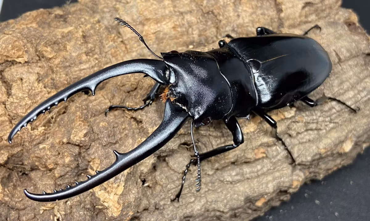  Kẹp kìm đen dài (Prosopocoilus confucius). Kích cỡ: Dài 40-106 mm. Khu vực phân bố: Hầu khắp miền Bắc Việt Nam ở độ cao từ 1.000 m trở lên và miền Trung (Ba Tơ, Quảng Ngãi). Ảnh: あかがね.