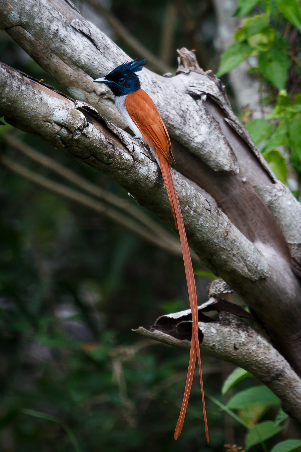Ở phân loài Indochinensis (phổ biến ở Việt Nam), con trống có phần trên cơ thể hung sáng với phần phụ đuôi hung dài, đầu và gáy xanh đen. Ảnh: David Allan Easton.