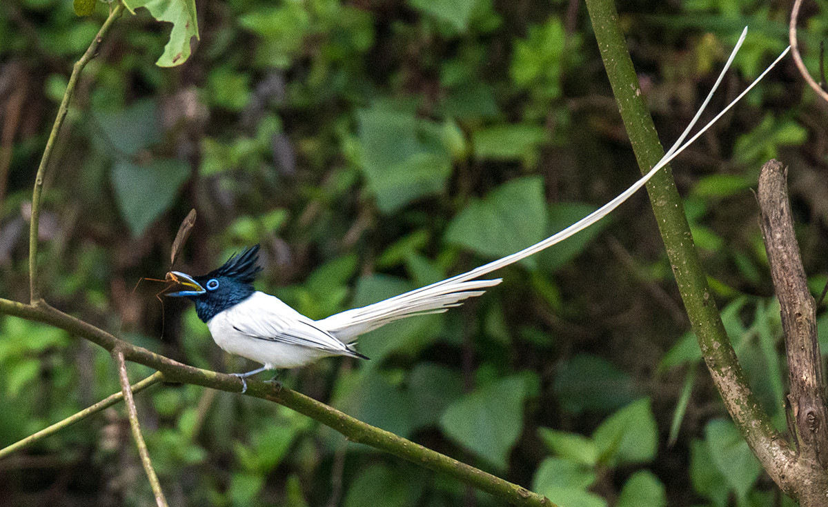 Thuộc họ Thiên đường (Monarchidae), chim thiên đường đuôi phướn (Terpsiphone paradisi) được coi là một trong những loài chim đẹp nhất Việt Nam. Ảnh: Wikimedia Commons.