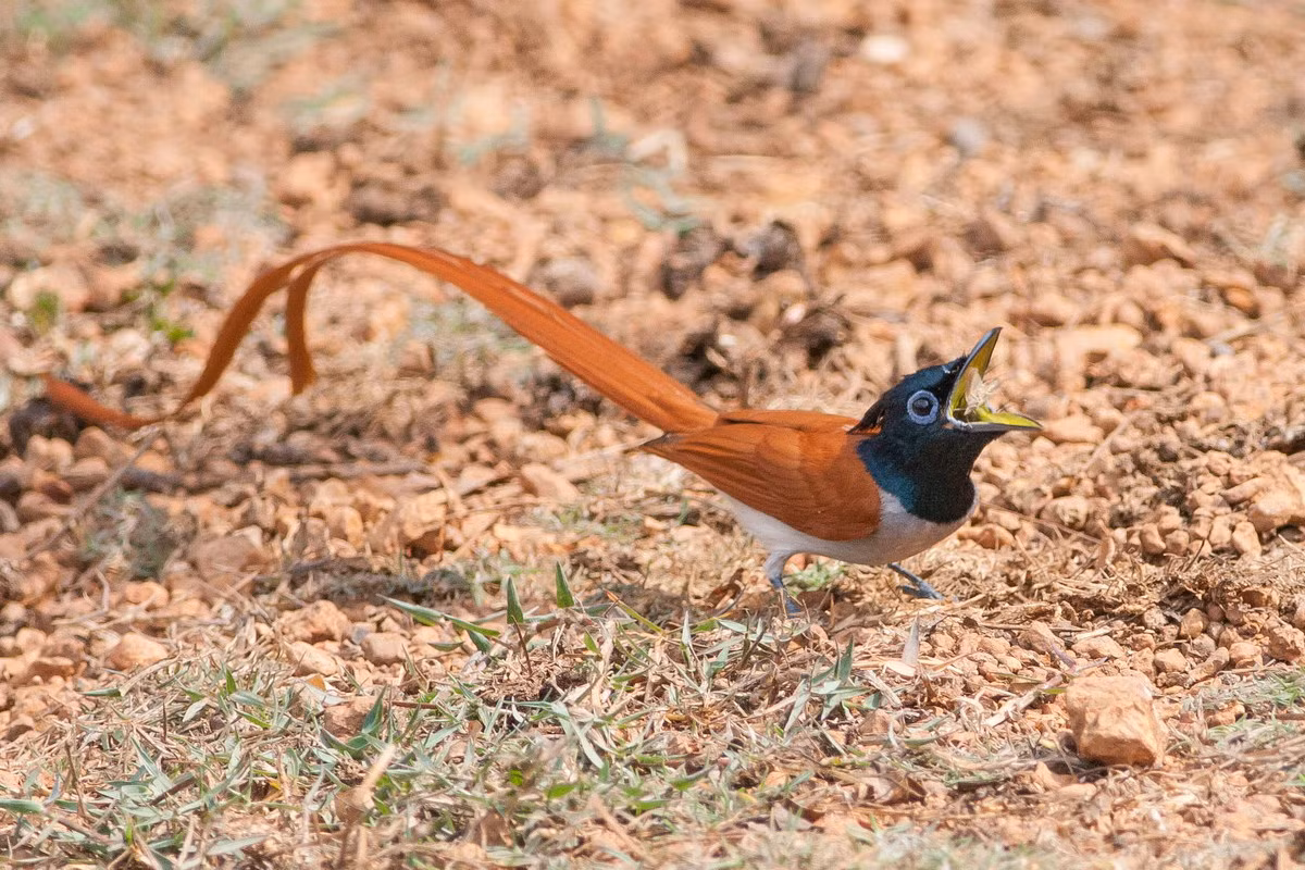 Các cá thể trưởng thành của chim thiên đường đuôi phướn dài 20-24 cm. Riêng con trống có đuôi dài đến 27 cm. Ảnh: Rahul Alvares.