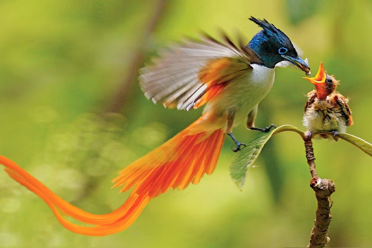 Mùa sinh sản của chúng kéo dài từ tháng 3-7, thường đẻ 2-3 trứng mỗi lứa. Ảnh: World birds.