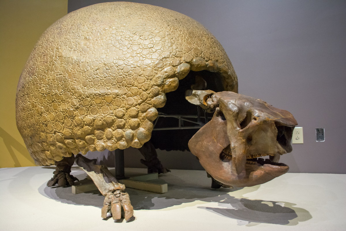 Nhiều hóa thạch được tìm thấy trong tình trạng còn khá nguyên vẹn cho thấy, những con vật này có thể nặng đến 2 tấn, sở hữu một bộ giáp giống rùa, được làm từ xương tích tụ trên da, được gọi là vảy xương. Ảnh: Wikimedia Commons.