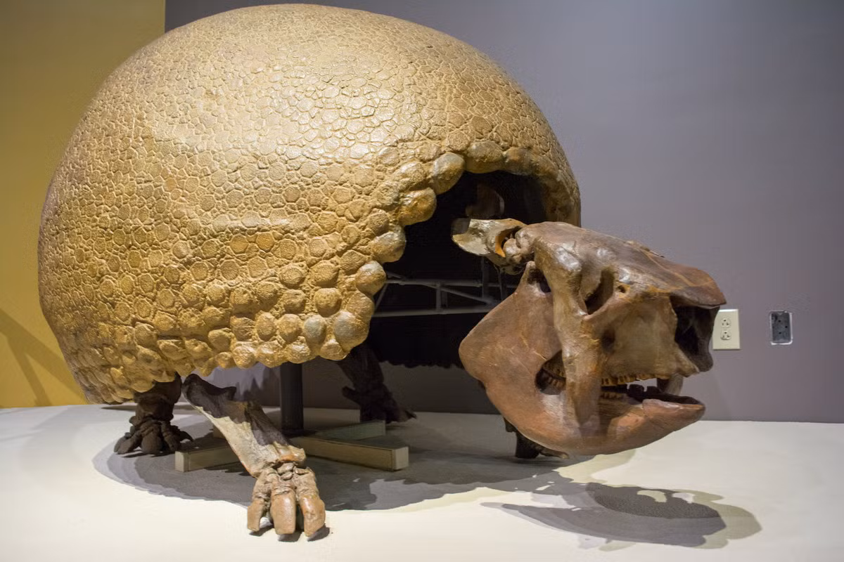 Nhiều hóa thạch được tìm thấy trong tình trạng còn khá nguyên vẹn cho thấy, những con vật này có thể nặng đến 2 tấn, sở hữu một bộ giáp giống rùa, được làm từ xương tích tụ trên da, được gọi là vảy xương. Ảnh: Wikimedia Commons.