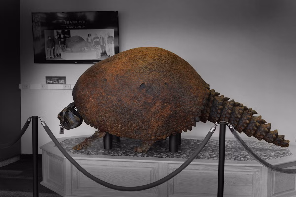 Sự tuyệt chủng của loài glyptodon trùng với thời điểm con người bắt đầu xuất hiện ở châu Mỹ, dẫn đến giả thuyết loài thú có mai này đã biến mất do hoạt động săn bắt của con người. Ảnh: Wesleyan University.