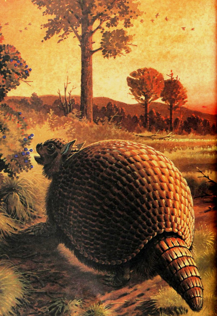 Glyptodon đã tuyệt chủng vào cuối kỷ băng hà cuối cùng, cùng với một số lượng lớn các loài động vật cỡ lớn khác ở châu Mỹ, gồm cả loài lười đất khổng lồ và lạc đà không bướu cổ dài. Ảnh: Vintage animals.