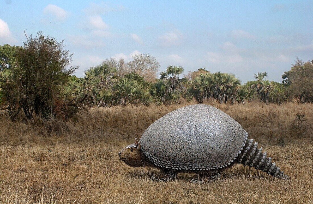 Hiện diện ở châu Mỹ từ khoảng 48 triệu năm cho đến 11.000 năm trước, glyptodon là một chi động vật có vú kỳ lạ nhất từng tồn tại trên Trái đất. Ảnh: Science Photo Library.