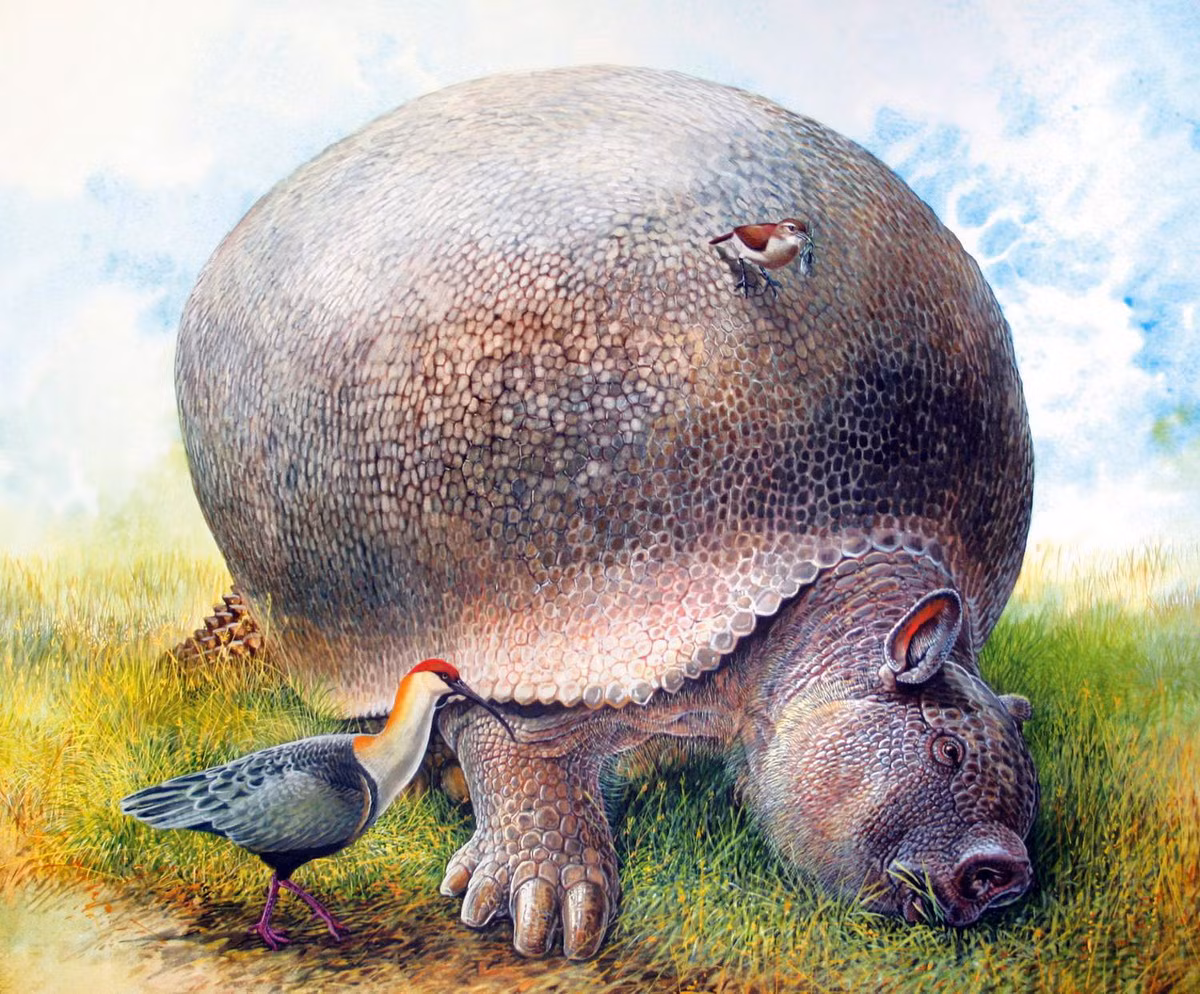 Trái với ngoại hình "đáng sợ", glyptodon là những con vật ăn cỏ, được cho là khá chậm rãi và hiền lành. Chúng không có răng cửa hoặc răng nanh nhưng có một số răng ở má dùng để nghiền thực vật cứng. Ảnh: Peter Schouten.