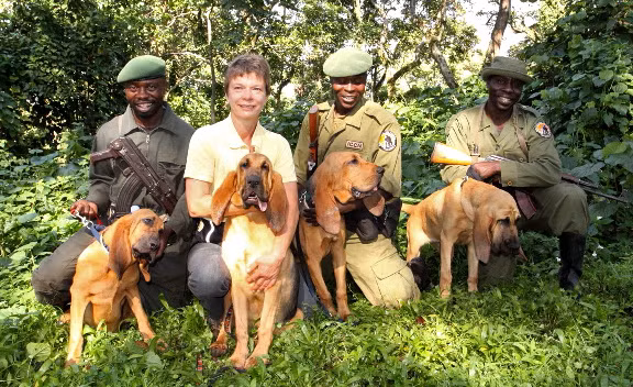 Tại Công viên quốc gia Virunga, miền đông Congo, vũ khí hiện đại nhất chống lại những kẻ săn trộm chính là chó nghiệp vụ! Mỗi đội tuần tra gồm một chú chó săn và một nhân viên kiểm lâm tạo thành một đội làm việc rất hiệu quả.