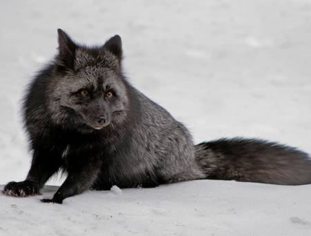 Cáo bạc là một loại bệnh hắc tố của cáo đỏ. Hiện tượng này gây ra nhiều màu sắc lạ cho màu lông cáo, như đen, bạc, xám xanh.