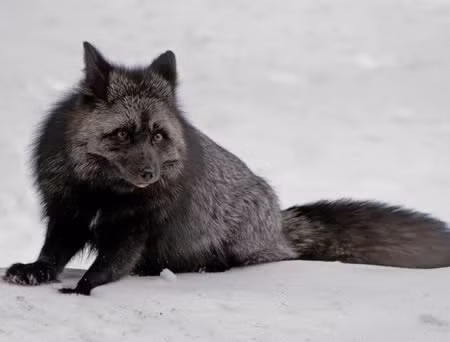 Cáo bạc là một loại bệnh hắc tố của cáo đỏ. Hiện tượng này gây ra nhiều màu sắc lạ cho màu lông cáo, như đen, bạc, xám xanh.