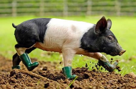 Chú lợn đi hài này là của vợ chồng Debbie và Andrew Keeble. Sau khi phát hiện ra chú bị dị ứng với bùn, họ đã sắm riêng bộ “bốt” cho nó.