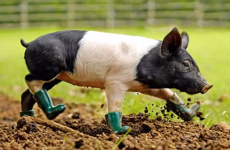 Chú lợn đi hài này là của vợ chồng Debbie và Andrew Keeble. Sau khi phát hiện ra chú bị dị ứng với bùn, họ đã sắm riêng bộ “bốt” cho nó.