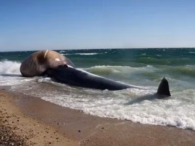 Phát ngôn viên Quỹ quốc tế về quyền lợi động vật cho biết lưỡi cá voi bị sưng lên do khí thoát ra trong quá trình phân hủy.