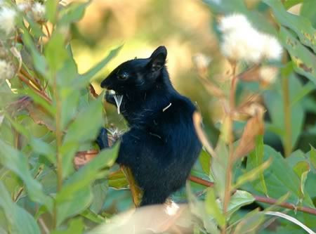 Còn đây là một chú sóc đất sở hữu bộ lông đen tuyệt đối.