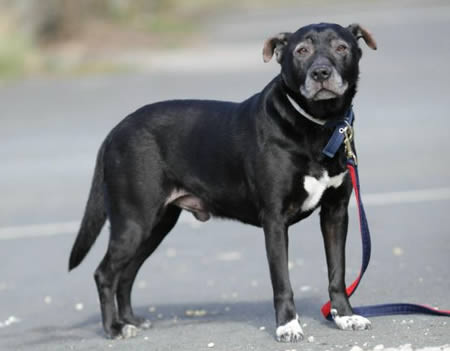 Vì bị dị ứng với cỏ và có thể có hành vi bạo lực nếu nhìn thấy một... lá cỏ, nên Guiness bị chủ bỏ rơi vào năm 2008. Hiện, Guiness đang được các nhân viên tại trung tâm động vật Blue Cross, Worchester chăm sóc.