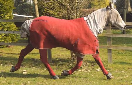 Ngựa nhưng lại dị ứng với cỏ, thậm chỉ chỉ một ngọn cỏ chạm vào lưỡi cũng đủ khiến Pandora khó thở, mọc mụn nhọt đau đớn.