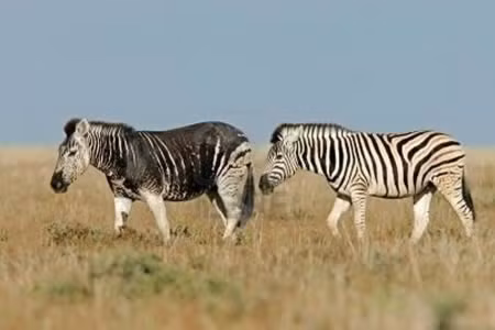 Hai chú ngựa vằn được chụp tại Vườn quốc gia Etosha, Namibia. Có vẻ một trong hai con không còn phân biệt rõ sọc đen trắng trên cơ thể nó.
