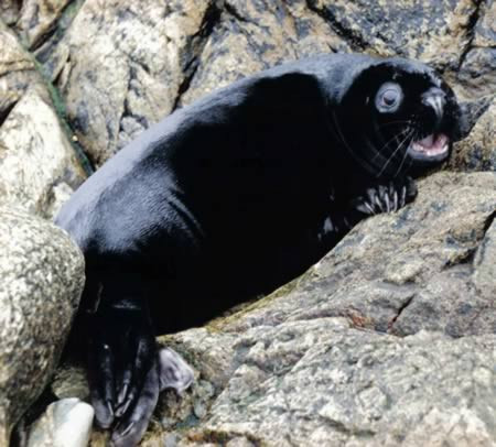 Con hải cẩu con có màu da đen bóng ở Shetland, Anh.