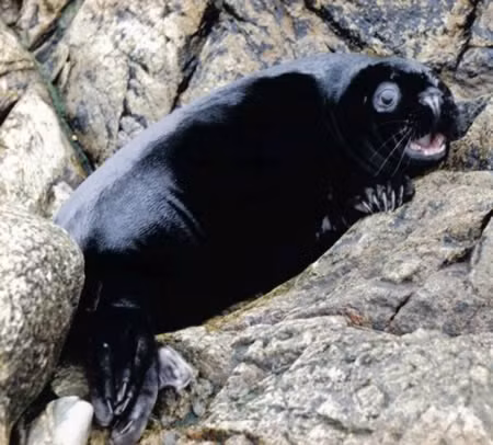 Con hải cẩu con có màu da đen bóng ở Shetland, Anh.