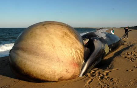 Nhiều người đi biển đã “hết hồn” khi nhìn thấy chiếc lưỡi sưng to như một quả khinh khí cầu của chú cá voi dài 13,7m sau khi bị chết do mắc cạn tại bãi biển Herring Cove, Provincetown.